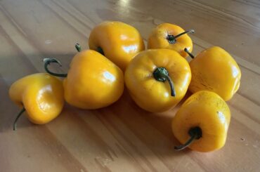 Those who use manzanita chiles regularly, do you have any recipe recommendations?