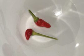 grew some mystery seeds. can someone help me id please?