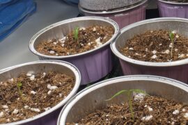 Question: are these seedlings leggy?