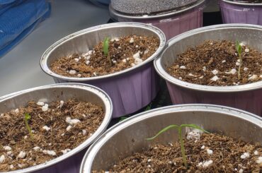 Question: are these seedlings leggy?