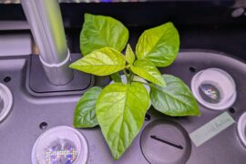 Can somebody tell me if this pepper lacks nutrients or light or if it has too many of either one?