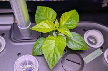 Can somebody tell me if this pepper lacks nutrients or light or if it has too many of either one?