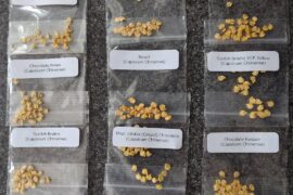 First time starting from seed