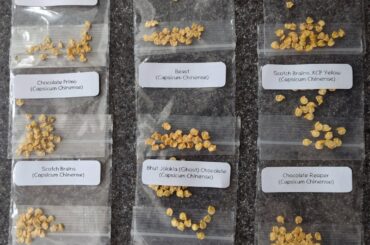 First time starting from seed