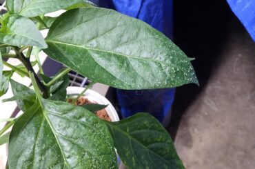 Bumps and spots on Thai dragons leaves?