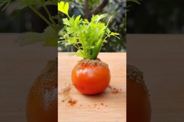 Tomato ana chilli #spicy #tomato #shorts #video #trending