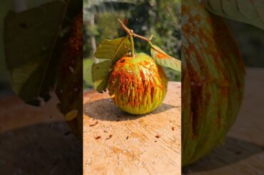 Chili Guava Pickle || [ Mini guava ] 🤤 || spicy masala ||