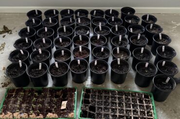 This year I will get more peppers. This maybe overkill for just me.