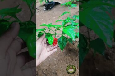 The INSANE Story of the Spiciest Chili Pepper