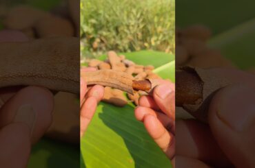 Tamarind Masala With Chilli #food #pickle #shorts #masala