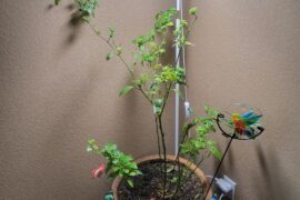 It might make it to summer