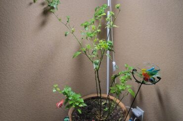 It might make it to summer