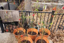 First time over wintering peppers. Aji Nortenos in back and Sugar rush Stripey peaches in front pots. Other than water and fertilizer what are the best ways to help them come back? Will the dead (brown) stems need to be cut off or will they come back green?