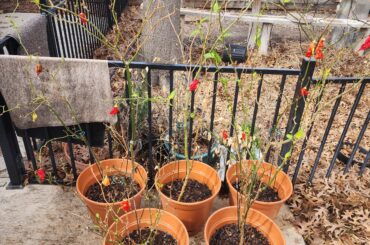 First time over wintering peppers. Aji Nortenos in back and Sugar rush Stripey peaches in front pots. Other than water and fertilizer what are the best ways to help them come back? Will the dead (brown) stems need to be cut off or will they come back green?