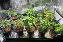 My children a month and a half in!