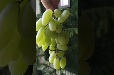 Chatpata masala grapes with chilli and salt 😋 #youtubeshorts #recipe #ytshorts #chaat