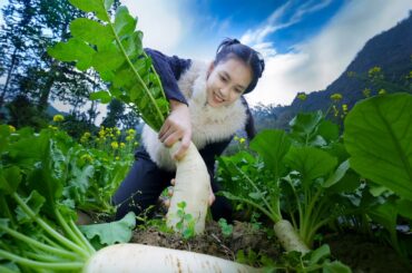 The Life Cycle of Radishes and Peppers 丨Linh - Vietnam