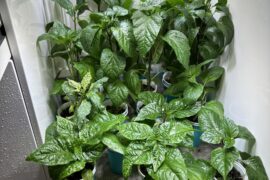 Not bad for 7.5 weeks post sowing!