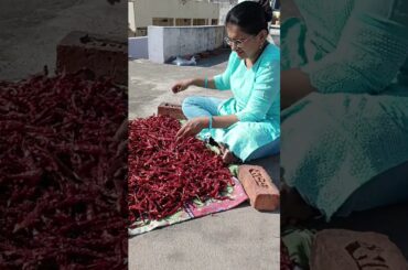 savji chilli powder process and recipe #savjirecipes #chillipowder #homemadechillipowder #savji