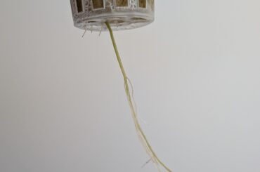Is this algae?