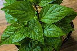 Chocolate Moruga Scorpion