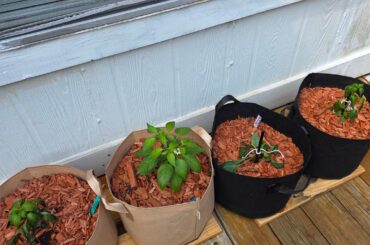 3 of 4 transplants falling limp 3 days after move.