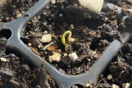 First pepper of 2026 has appeared! White Ghost (seeds from the 2025 Seed Exchange)