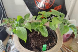 After a bit training, she started growing upwards!