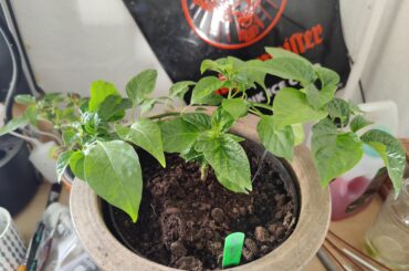 After a bit training, she started growing upwards!