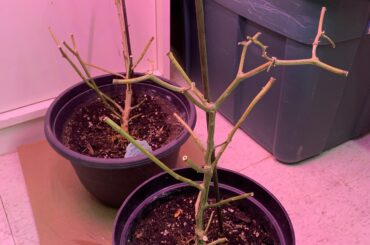 Watering my over winter pepper plants. I hope they don’t day.