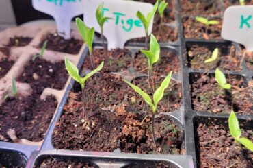 2 more seedling questions