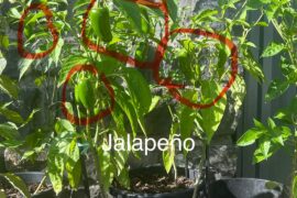 Questions for the experts