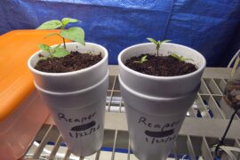 Reaper seedlings barely growing after 5 weeks