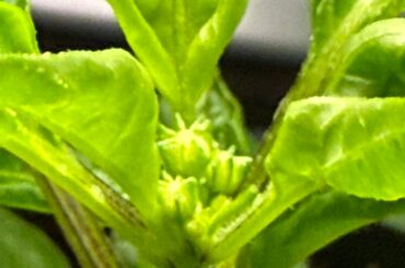 Flowering early, stressed or happy?