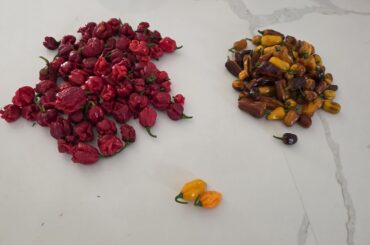 February harvest in SoCal!