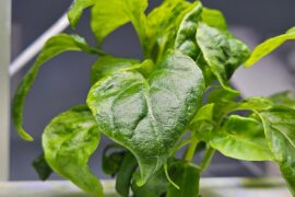 Jan 4 peppers planted - progress so far