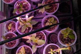 Advice on Up-potting