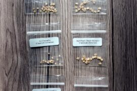 My seeds came today! Any tips for those who have grown these varieties before?
