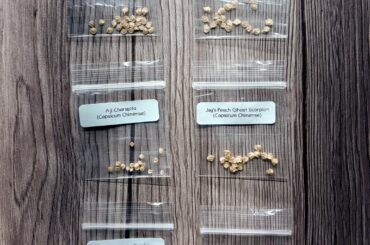 My seeds came today! Any tips for those who have grown these varieties before?