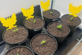 First time growing from seed