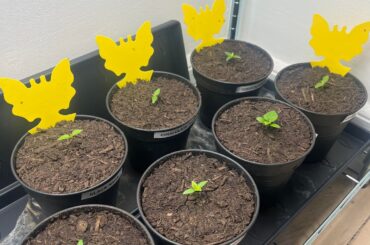 First time growing from seed