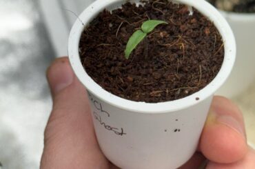 Used K cups make perfect seed starters.
