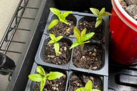 Some of my seedlings are yellow, curling upwards, and turning purple, why?