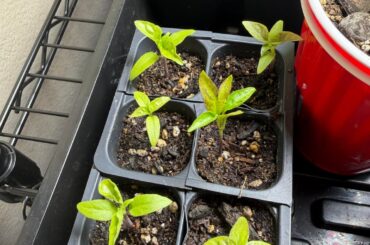 Some of my seedlings are yellow, curling upwards, and turning purple, why?