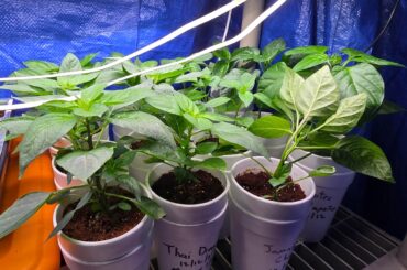 Repotting into grow bags this week. How are things looking?