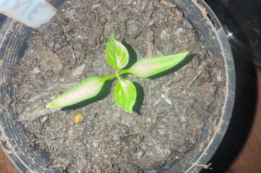 Worried I transplanted plants too early