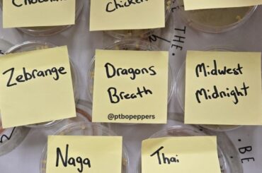 Our 2026 Pepper Lineup Lineup