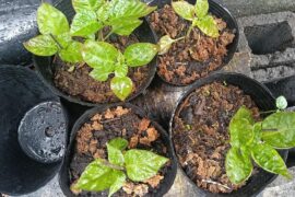 Pepper planters!!! I need help!