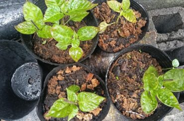 Pepper planters!!! I need help!