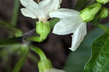 Can somebody tell me if the top left flower has been pollinated?